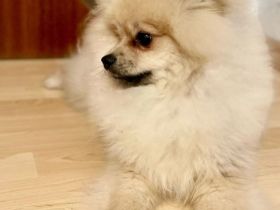 Junger Pomerania Braucht dringend ein Zuhause.