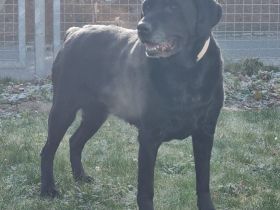 Kira, Labrador, geb. 2014, ein absolutes Goldstück