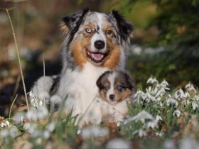 Standard Australian Shepherd-Welpen