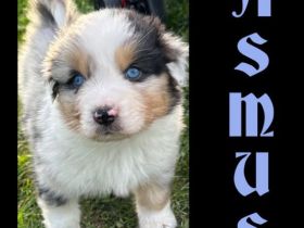 Standard Australian Shepherd-Welpen