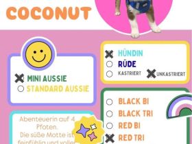 Miniature Australian Shepherd-Welpen