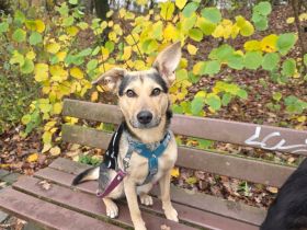 Padma – sensible, verschmuste Junghündin