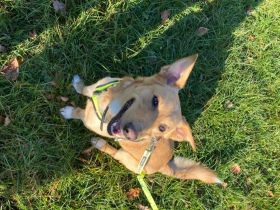 verschmuster, schlauer Mischling Balou