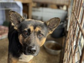 Carli – Ein liebenswerter Schatz