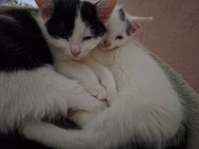 Pauli, Paula und Mini- Mie