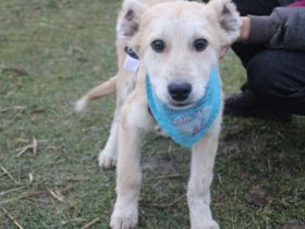 Lass dich von Scottie verzaubern