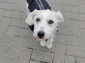 Zauberhafte Willa sucht ihre Menschen