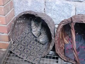 Junge Katzen abzugeben