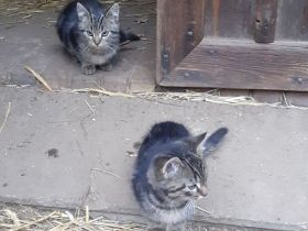 Junge Katzen abzugeben