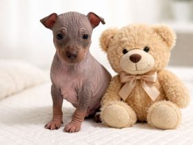 American Hairless Terrier Welpen