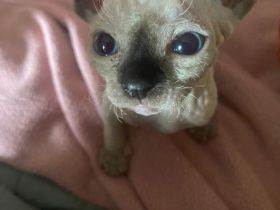 Reinrassige Canadian Sphynx