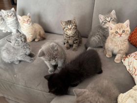 Bkh Kitten in Liebevolle Hände abzugeben !