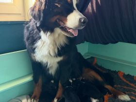 Berner Sennenhund Welpe- Rüde mit Ahnentafel