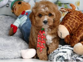 Wunderschöne Cavapoo Welpen (Toypudel/Zwergpudel + Cavalier King Charles Spaniel) mit Ahnentafel