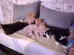 Maine Coon Kitten reinrassig