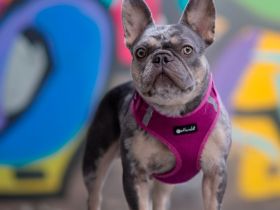 Französische Bulldogge Hündin 3.5 j.alt