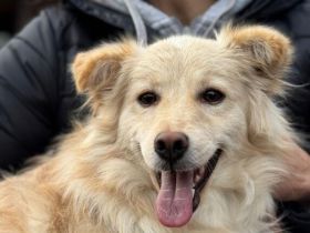 Über Moli – wenns nicht ganz so groß sein soll