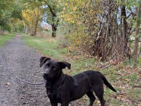 Dackel-Terrier-Mix Junghündin "Nowa" sucht ein Zuhause