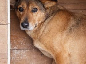 Sanfte Hündin Jenny wartet leise auf ihre Menschen