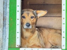 Sanfte Hündin Jenny wartet leise auf ihre Menschen