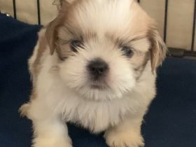 Schöne Shih Tzu-Welpen