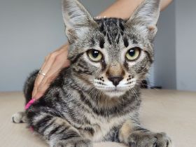 Congo und Cairo, 8 Monate, freuen sich auf ein Zuhause