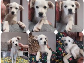 Idefix - offen, freundlich und neugierig