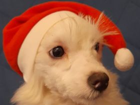 Hündin Chinese Crested Powder Puff