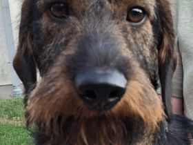 Rauhaardackel 2.5 jahre alt rüden