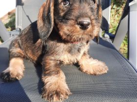 Dackel welpen . Rauhaardackel