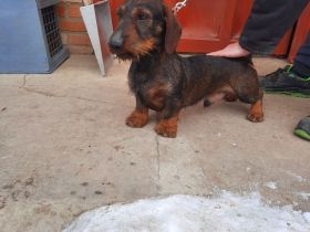 Rauhaardackel 2.5 jahre alt rüden