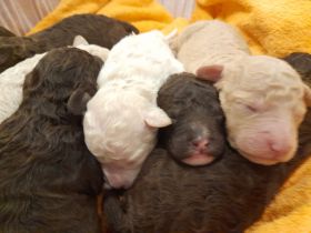 Spanischer Wasserhund Pudel Mix