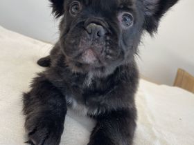 Französische Bulldogge Fluffy – Welpen abzugeben