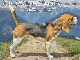 Beagle Deckrüde Joe