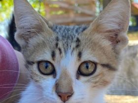 Collin, Nilo & Fenris, geb. ca. 07/2025, lebt in GRIECHENLAND, auf einer privaten Pflegestelle