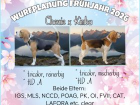 Wurfplanung Beagle von der Theresienhöhe