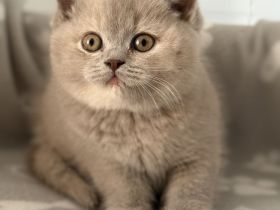 Britisch Kurz- Langhaar Kitten