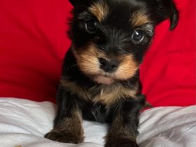 Yorkshire Terrier Welpen Black and Tan mit Ahnentafel