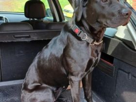 Welpen Bullador Welpe labrador mix