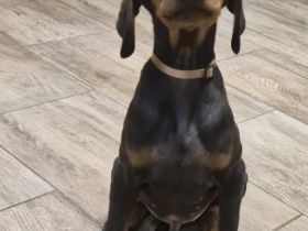 Dobermann Welpen