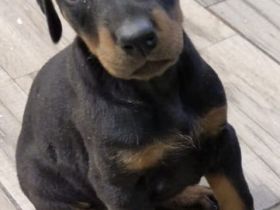 Dobermann Welpen