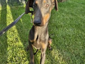 Dobermann Welpen