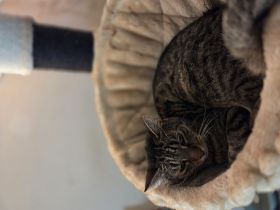 Zwei ältere Freigänger-Kater