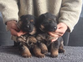 Dt.Schäferhund Welpen, SV/VDH, rotePapiere