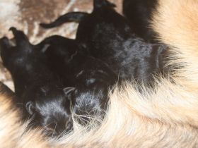 Dt.Schäferhund Welpen, SV/VDH, rotePapiere