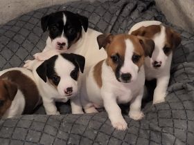 Jack Russell Terrier Welpen