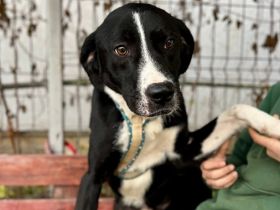 Stattlicher Rüde Ilex mit sanftem Gemüt