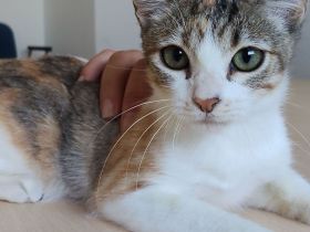 Schmusekätzchen Nela wartet auf einen Kuschelplatz