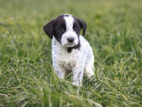 Anton wickelt dich um seine Pfote