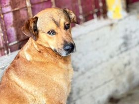 Schenkst du Oski Mut und Selbstvertrauen?